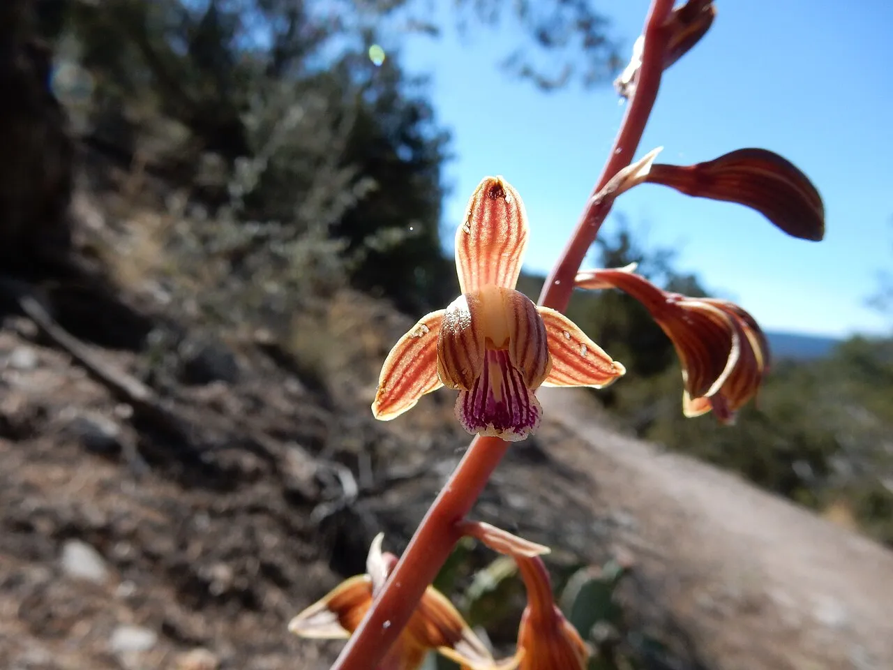 Spiked Crested Coralroot