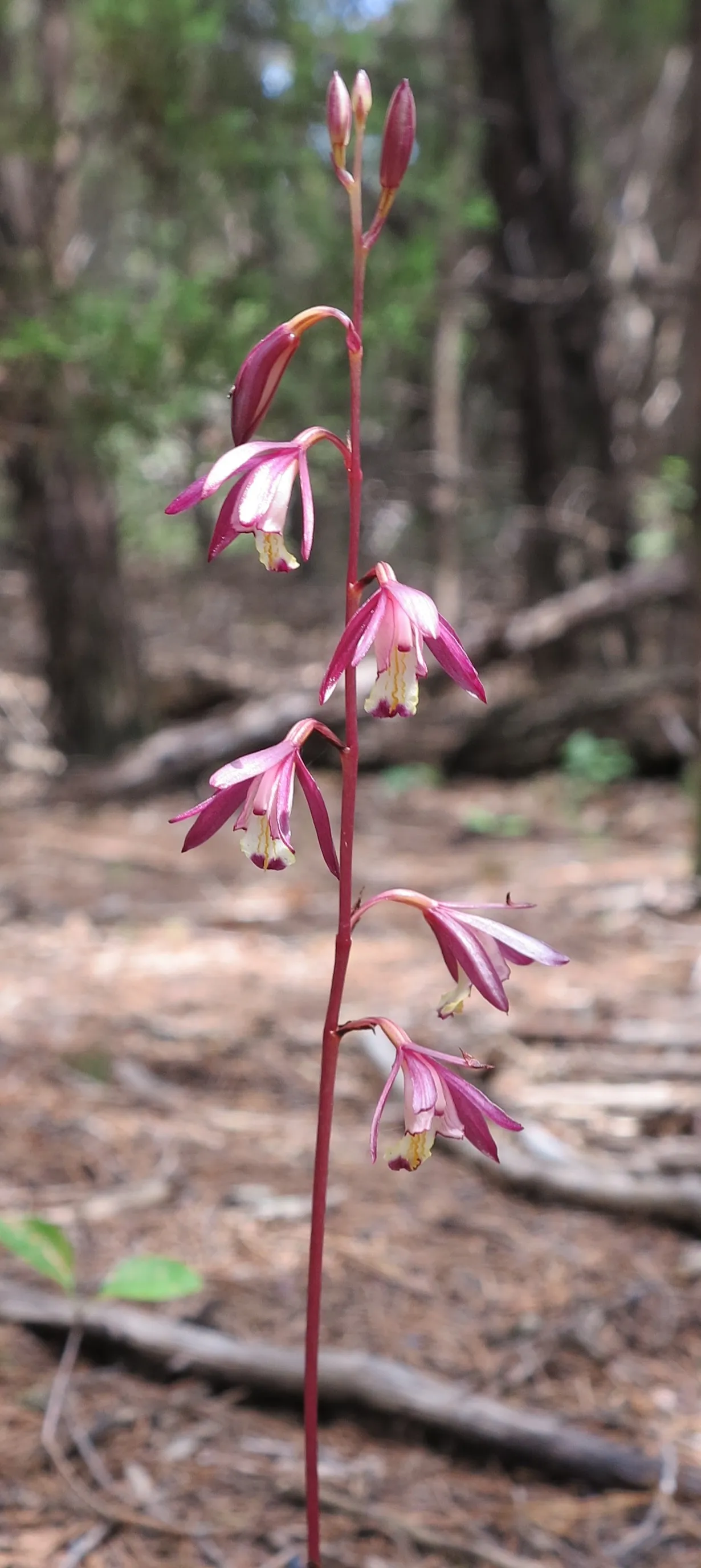 Texas Crested Coralroot