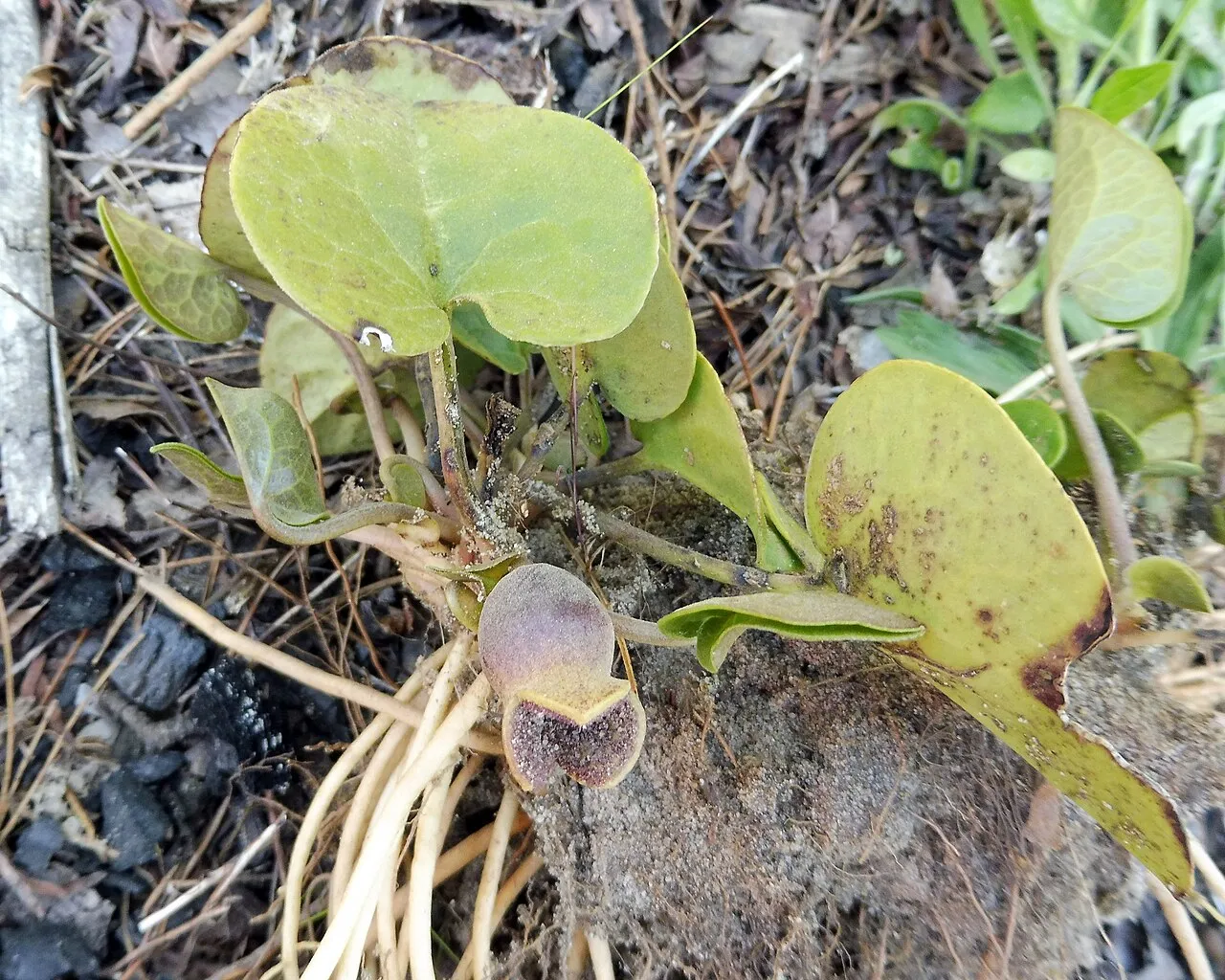Mountain Heartleaf