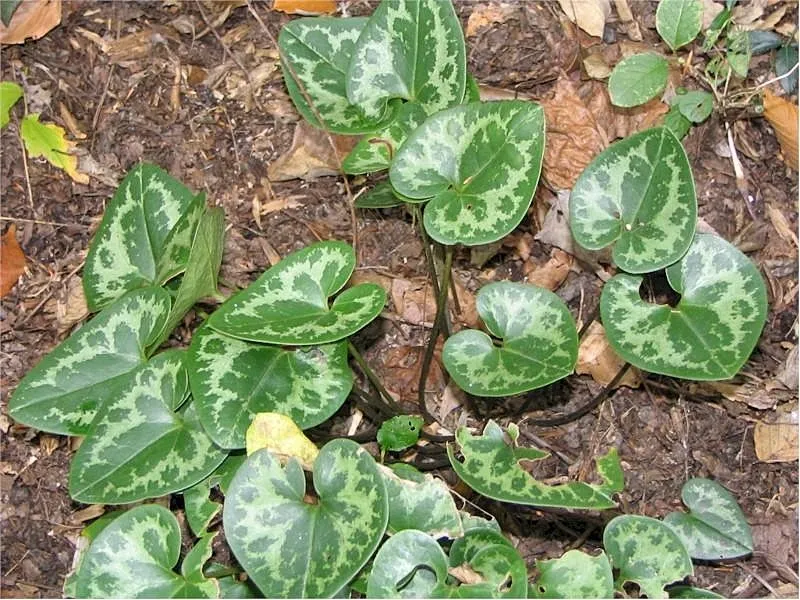 Little Heartleaf — photo by Photo by David J. Stang