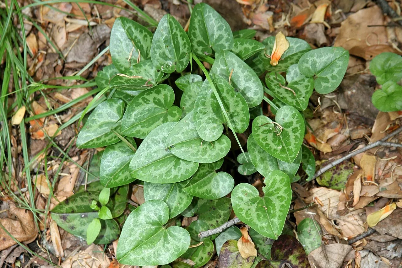Dwarfflower Heartleaf