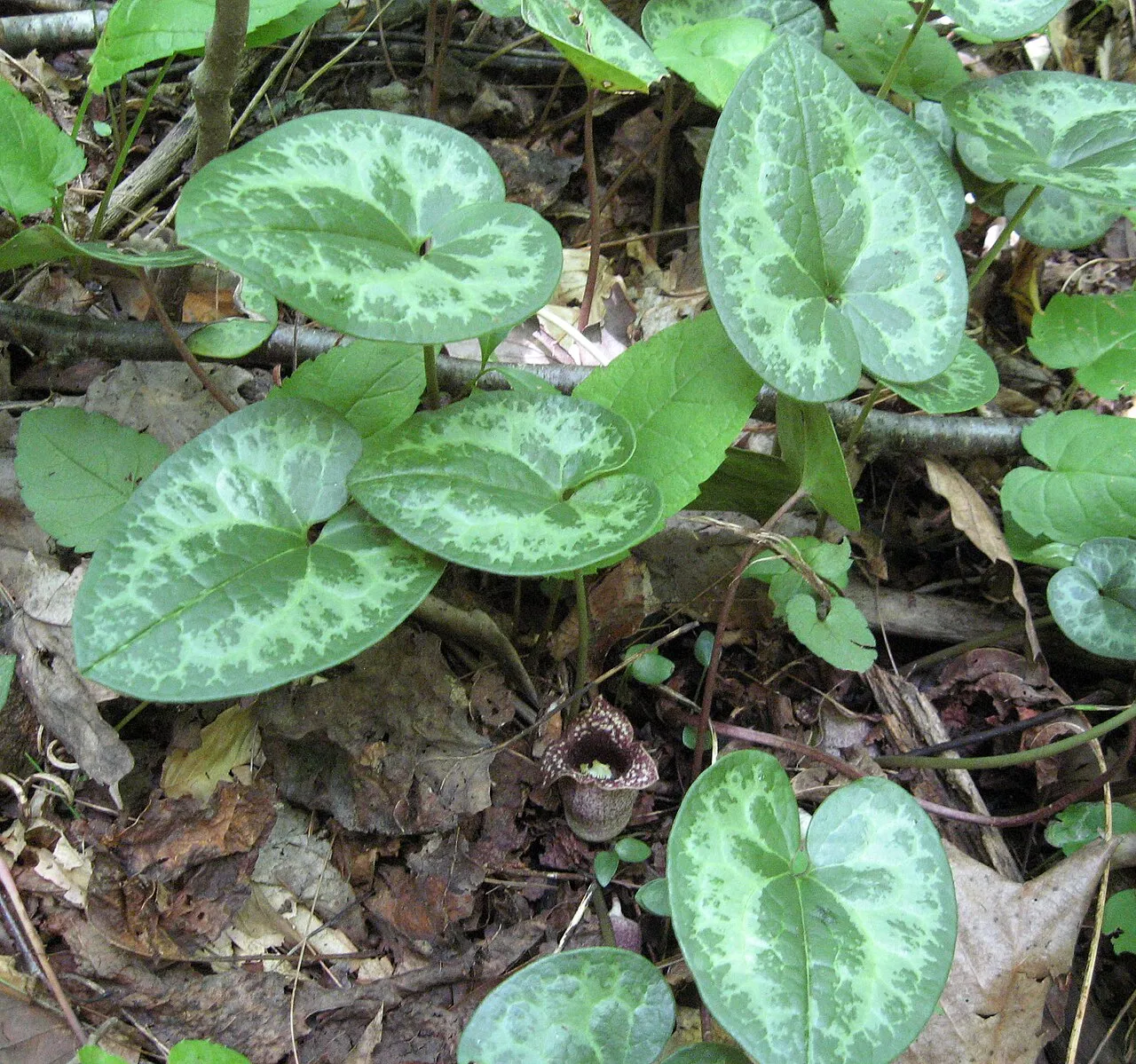 Largeflower Heartleaf