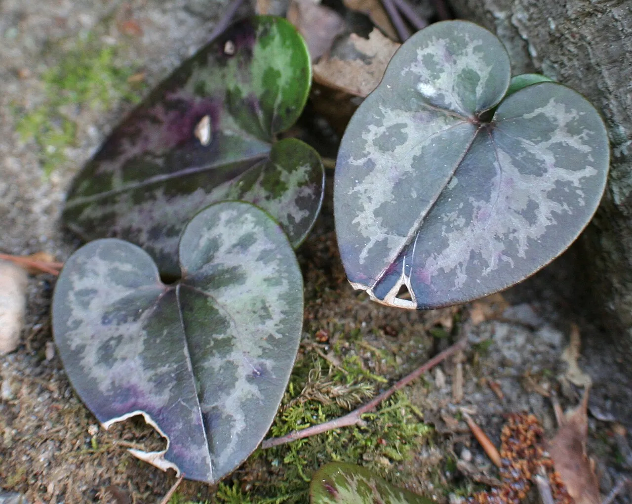 Virginia Heartleaf — photo by Daniel J. Layton