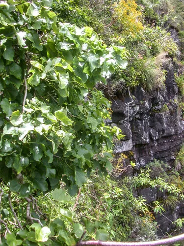 Wood's Hau Kuahiwi — photo by Kenneth R. Wood (NTBG)