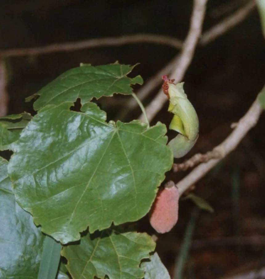 Hibiscadelphus
