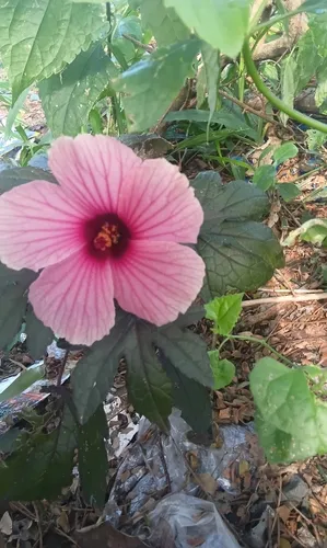 African Rosemallow — photo by Warhndile Ngomane