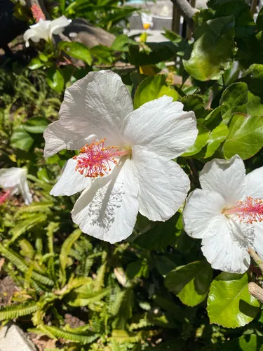 White Rosemallow — photo by outdoorsy959