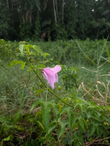 Fork-bracted Rosemallow — photo by Maël Dewynter