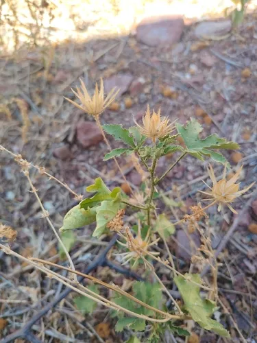 Arizona Rosemallow