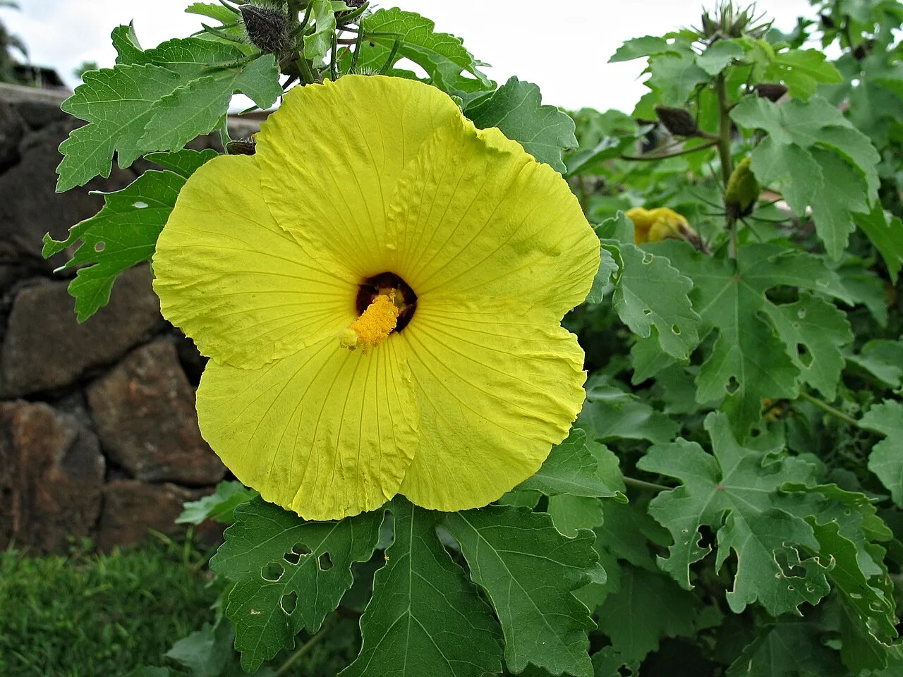 Brackenridge's Rosemallow (subsp. molokaianus) — photo by David Eickhoff from Hawaiʻi, USA