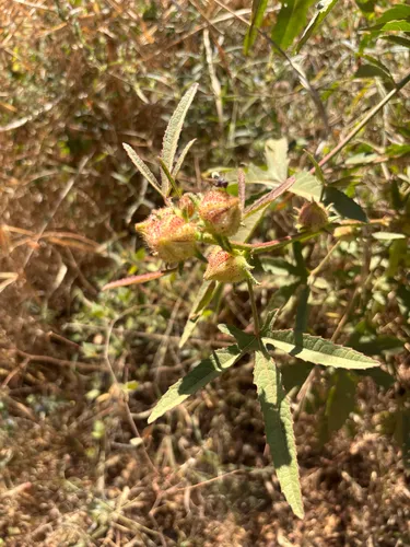 Brown Indianhemp — photo by Troos van der Merwe