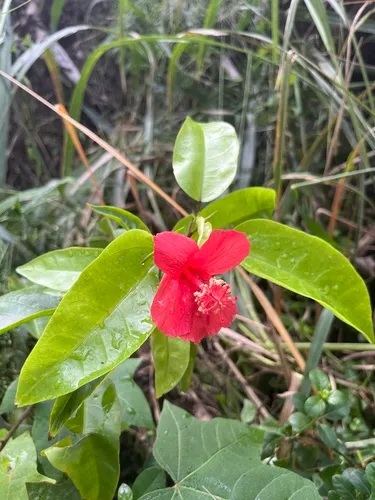 Red Kauai Rosemallow — photo by bsarbin