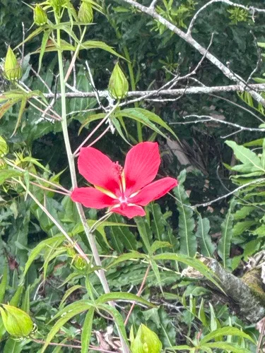 Scarlet Rosemallow — photo by Rich Ackerman