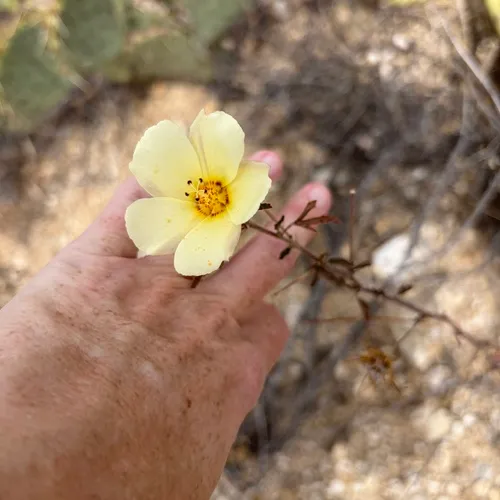 Desert Rosemallow