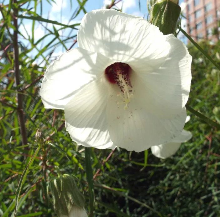 Neches River Rosemallow — photo by Sesamehoneytart