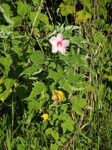 Swamp Rosemallow — photo by vleid001
