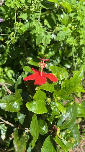 Red Rosemallow — photo by Jonathan Turnley