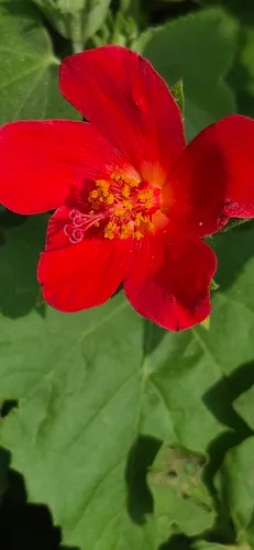 Heartleaf Rosemallow — photo by liz_monjaraz