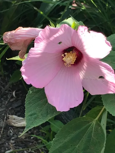 Crimsoneyed Rosemallow