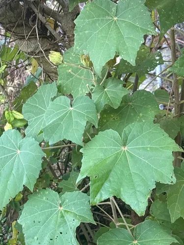 Dixie Rosemallow — photo by ankar