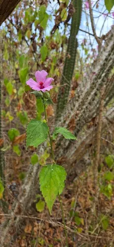 Brazilian Rosemallow