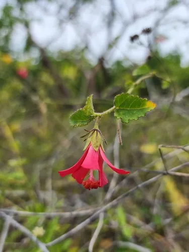 Poeppig's Rosemallow — photo by dakoda
