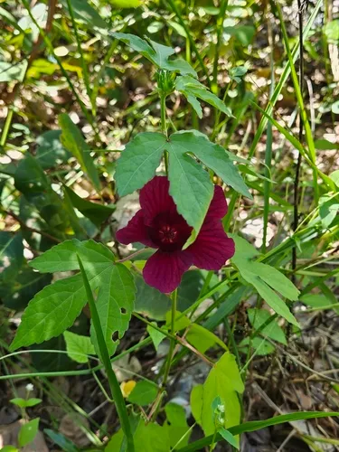 Monarch Rosemallow — photo by Jean Costa