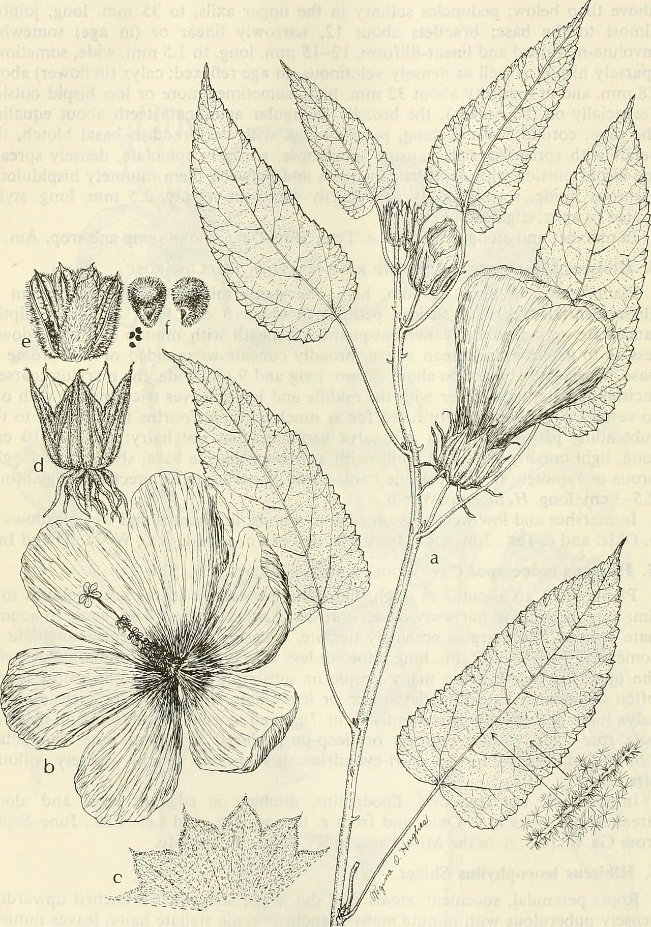 Striped Rosemallow (subsp. lambertianus) — photo by Internet Archive Book Images