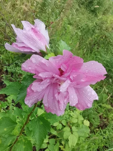 Rose Of Sharon — photo by MP Zhou