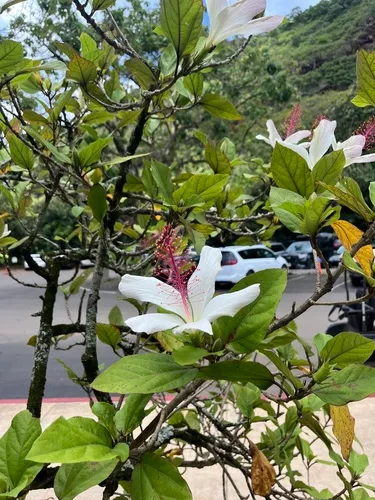White Kauai Rosemallow — photo by glcn