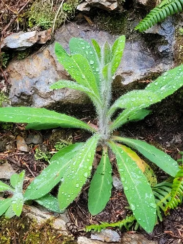 White Hawkweed — photo by Kate Turner