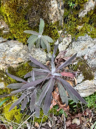 Southern Hawkweed — photo by Christine Rudman