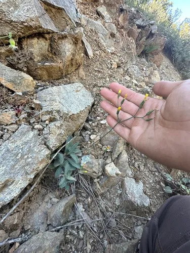 Bolander's Hawkweed