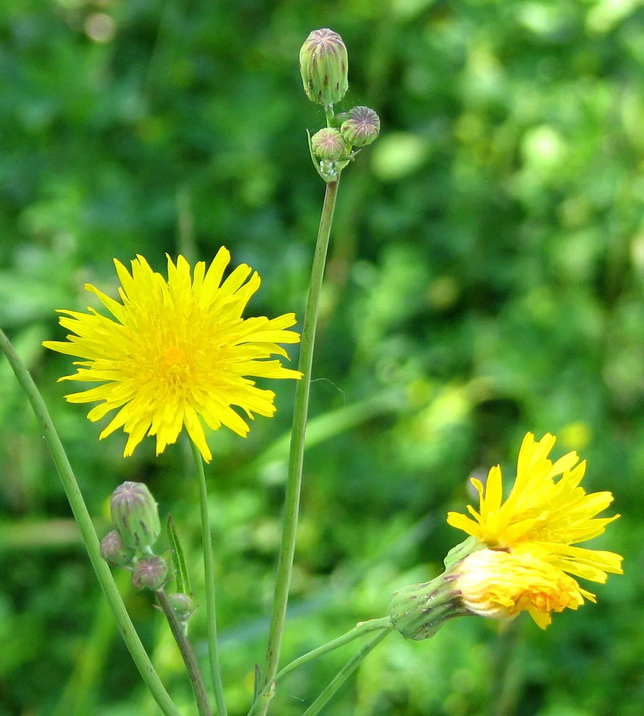 Canadian Hawkweed