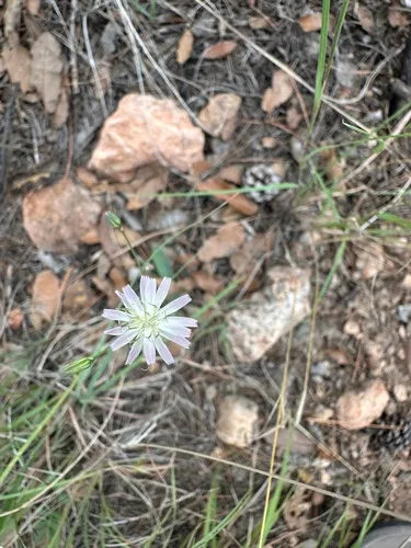 Huachuca Hawkweed — photo by pseudomyrmex