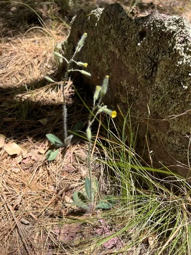 Yellow Hawkweed — photo by titus9