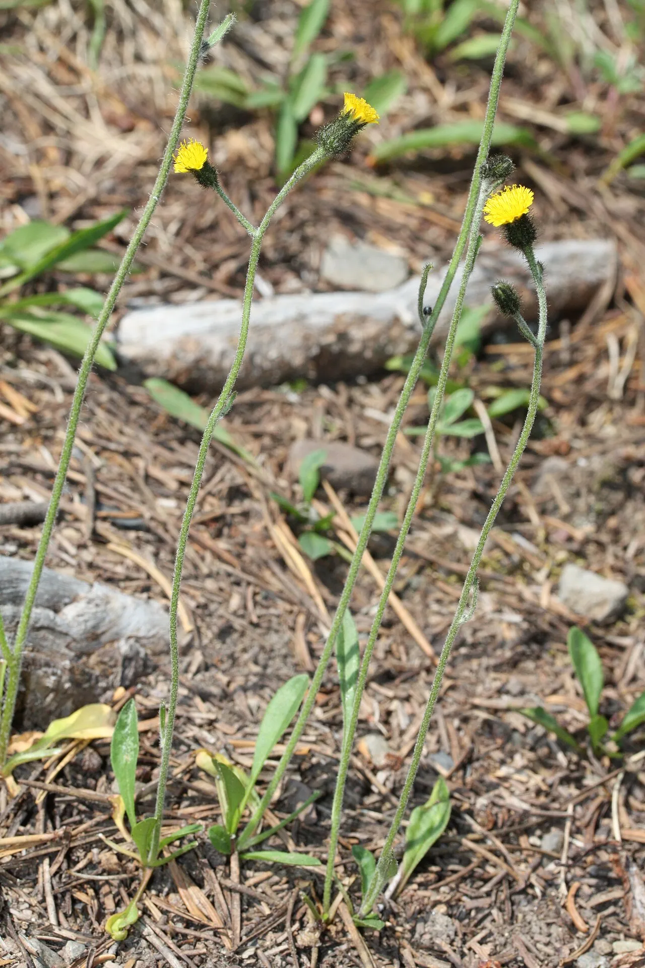 Slender Hawkweed — photo by Walter Siegmund (talk)