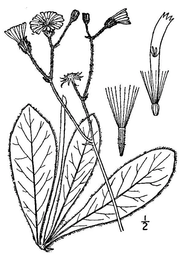 Maryland Hawkweed — photo by Wikimedia Commons