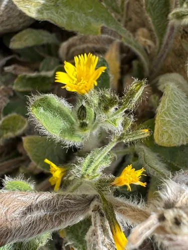 Prickly Hawkweed — photo by Bob Steele