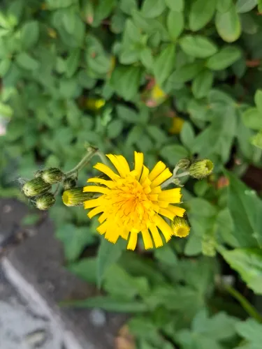 Common Hawkweed