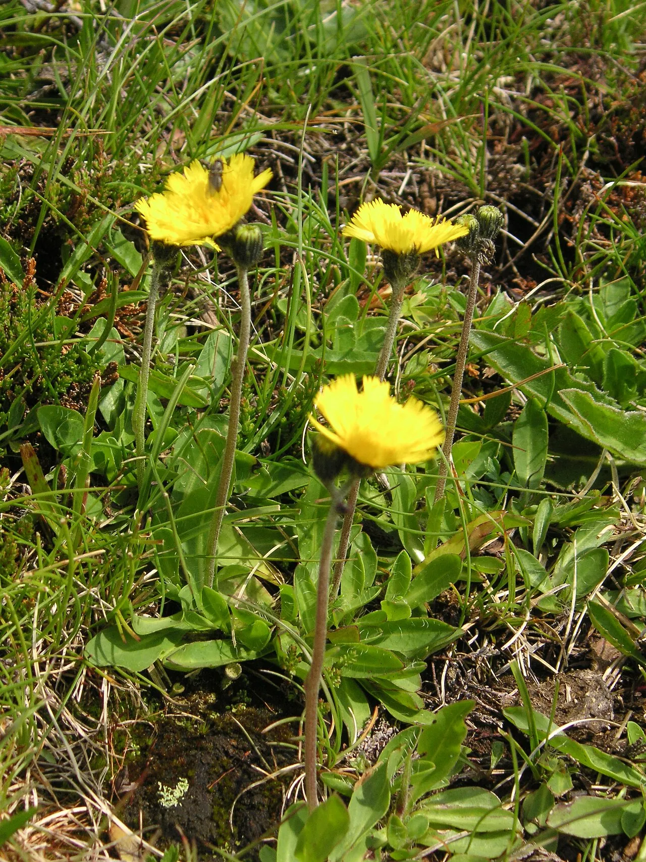 European Hawkweed — photo by Liuthalas