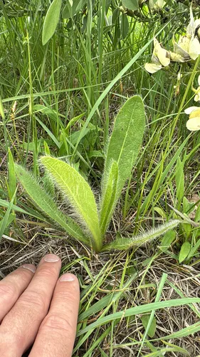 Hairy Hawkweed