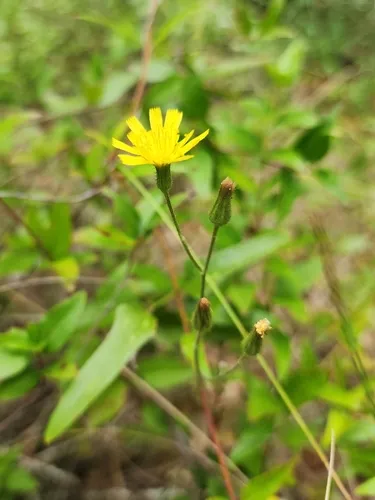 Coastal Plain Hawkweed