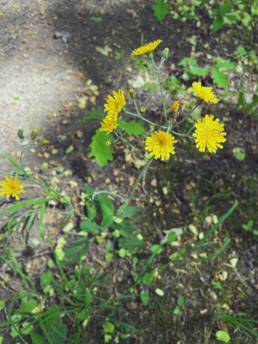 Wall Hawkweed — photo by Marcin Scelina