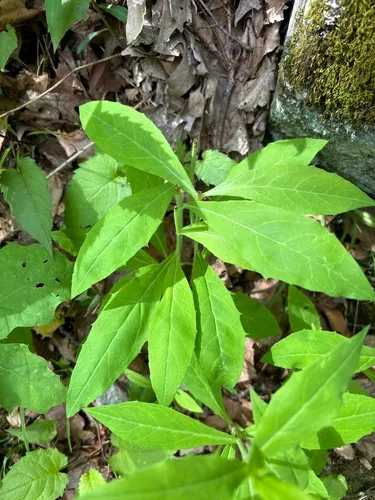 Allegheny Hawkweed