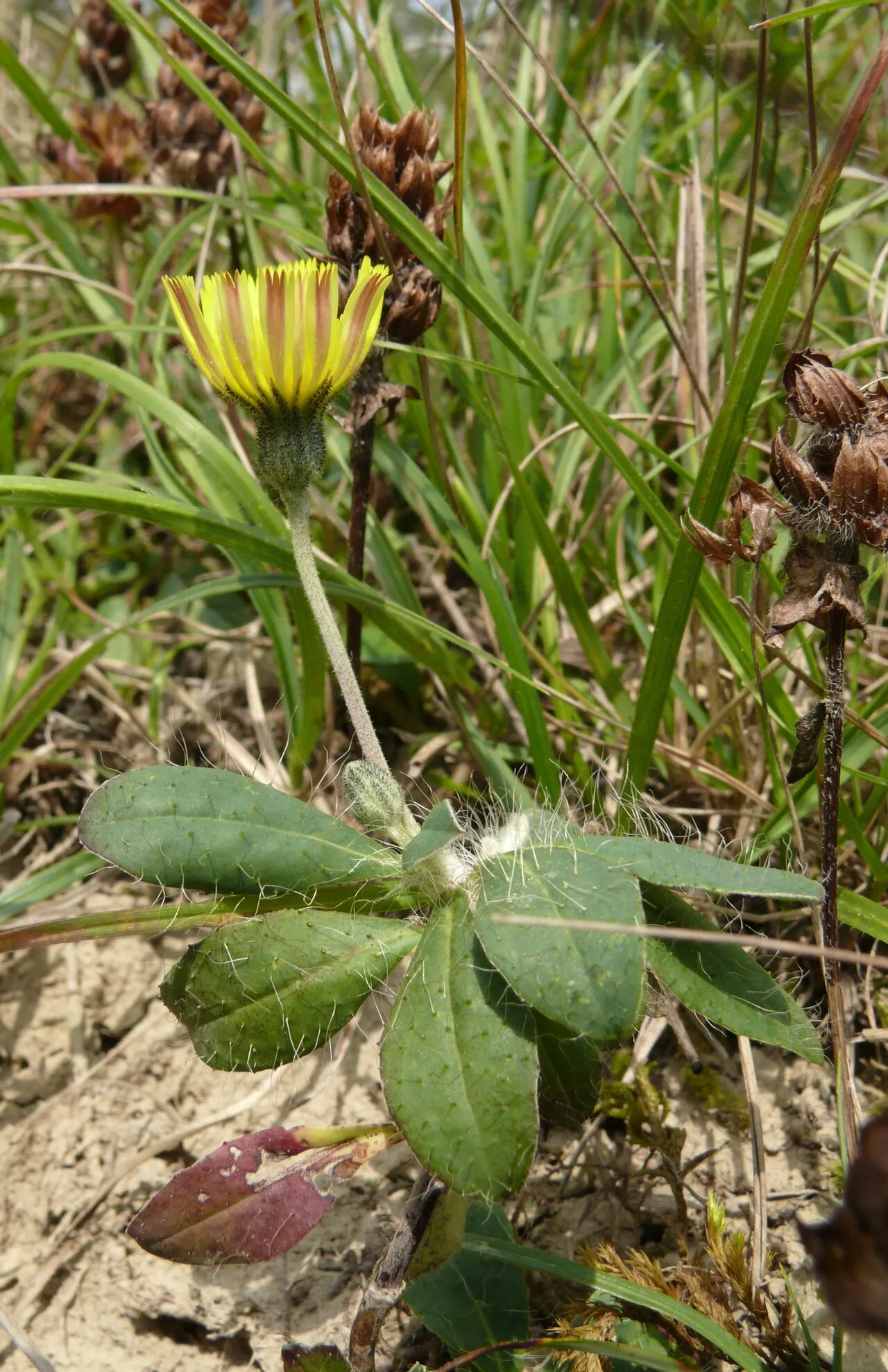 Mouseear Hawkweed (var. niveum) — photo by Bernd Haynold