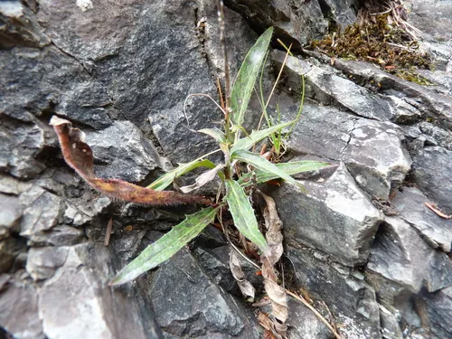Robinson's Hawkweed — photo by Ben