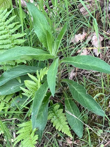 New England Hawkweed — photo by kalomu