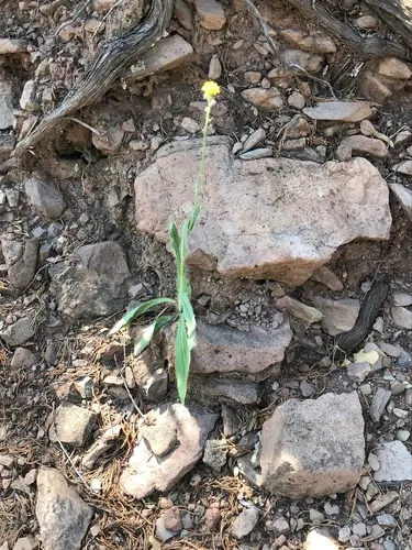 Roughstem Hawkweed — photo by sophiehaert