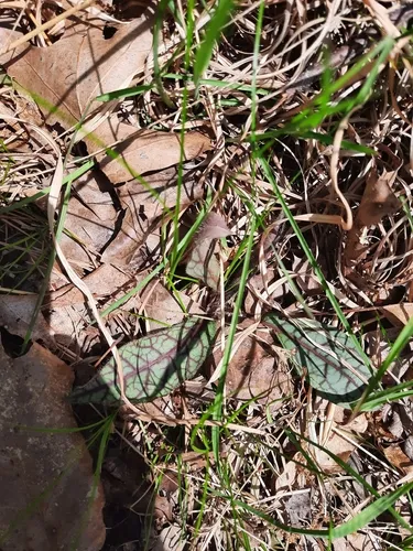 Rattlesnakeweed — photo by James Teitgen